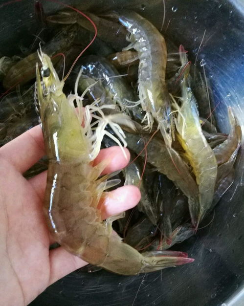 煮蝦時，別直接下鍋！記住這3點，蝦肉鮮嫩Q彈無腥味
