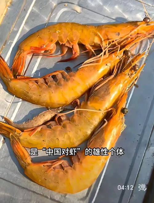 青島蝦 黃海之濱的“小鮮肉”傳奇